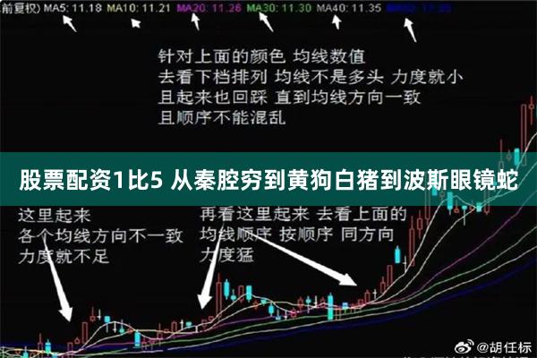 股票配资1比5 从秦腔穷到黄狗白猪到波斯眼镜蛇